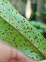 Tectaria fissa