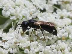 Hylaeus