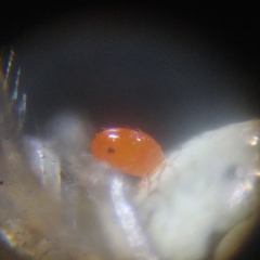 Parasitiformes