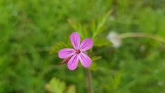 Geranium robertianum