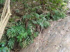 Tectaria fissa
