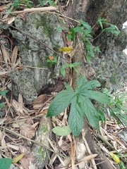 Tacca palmata