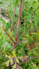 Geranium robertianum