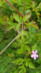 Geranium robertianum