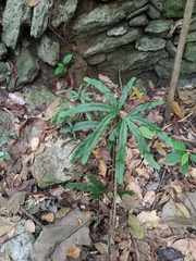 Lygodium circinnatum