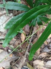 Lygodium circinnatum