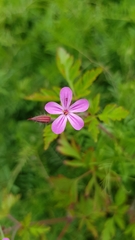 Geranium robertianum