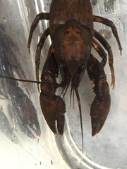 Cambarus unestami