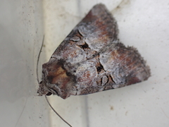 Mesoligia literosa