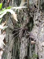 Tectaria fissa