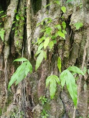 Tectaria fissa