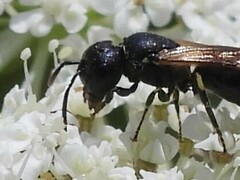 Hylaeus