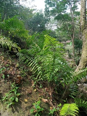Nephrolepis biserrata