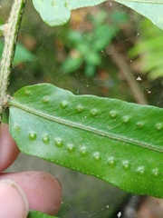 Nephrolepis biserrata