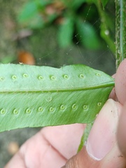 Nephrolepis biserrata