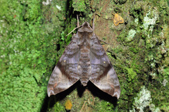 Acosmeryx pseudonaga