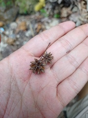 Angiospermae