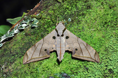 Ambulyx substrigilis