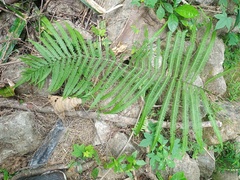 Amblovenatum immersum