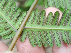 Amblovenatum immersum