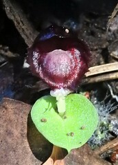 Corybas recurvus