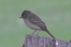 Empidonax difficilis insulicola