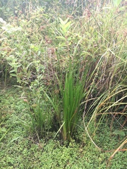Xyris laxifolia iridifolia