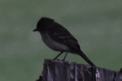 Empidonax difficilis insulicola