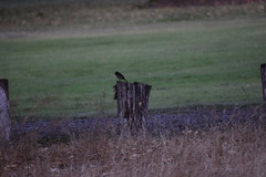 Empidonax difficilis insulicola