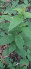 Calycomyza cynoglossi