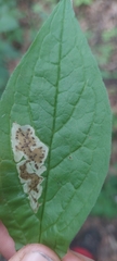 Calycomyza cynoglossi