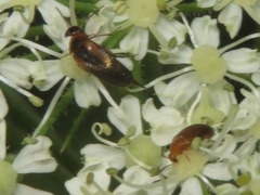 Anaspis lurida