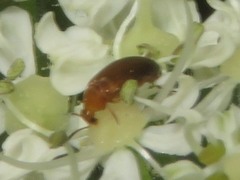Anaspis lurida