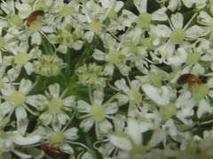 Anaspis lurida