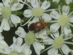 Anaspis lurida