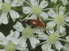 Anaspis lurida