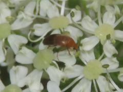 Anaspis lurida