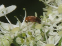 Anaspis lurida