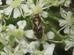 Orthops basalis