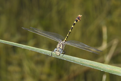 Phyllogomphoides stigmatus