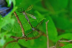 Tipula varipennis