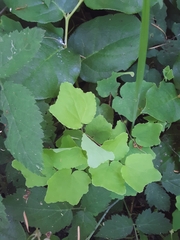 Vancouveria hexandra