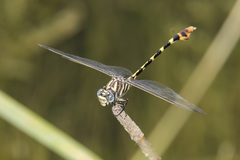 Phyllogomphoides stigmatus