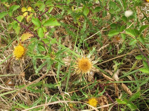 Carlina hispanica (Carlina hispanica)