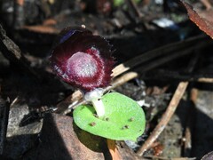 Corybas recurvus