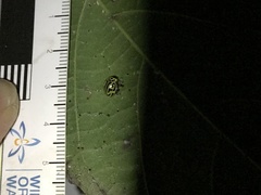 Archegleis interrupta