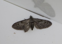 Eupithecia pusillata