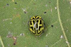 Archegleis interrupta