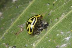 Archegleis interrupta