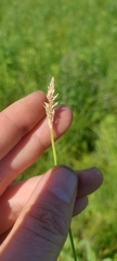 Carex sartwellii